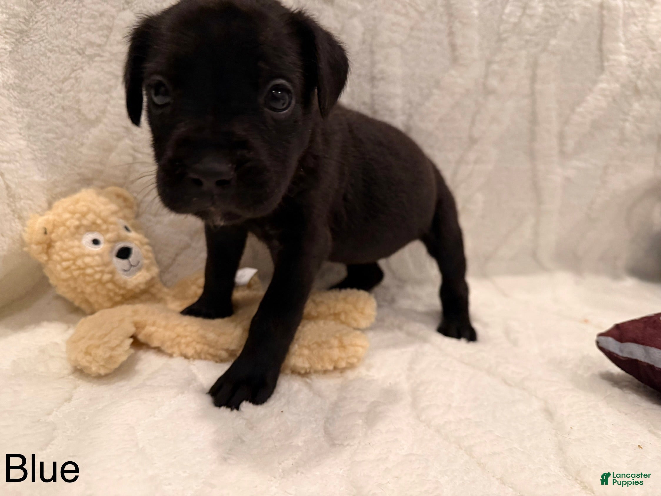 Cane Corso dogs Athena ( Dark Blue) - Ad 23