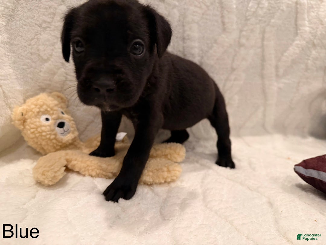 Cane Corso dogs for sale: Athena ( Dark Blue) - Ad 1