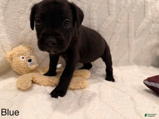 Cane Corso dogs Athena ( Dark Blue) - Ad 18