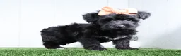 Yochon dogs for sale: Kacey - Ad 5