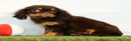 Cavalier King Charles Spaniel dogs for sale: Nutmeg - Ad 2