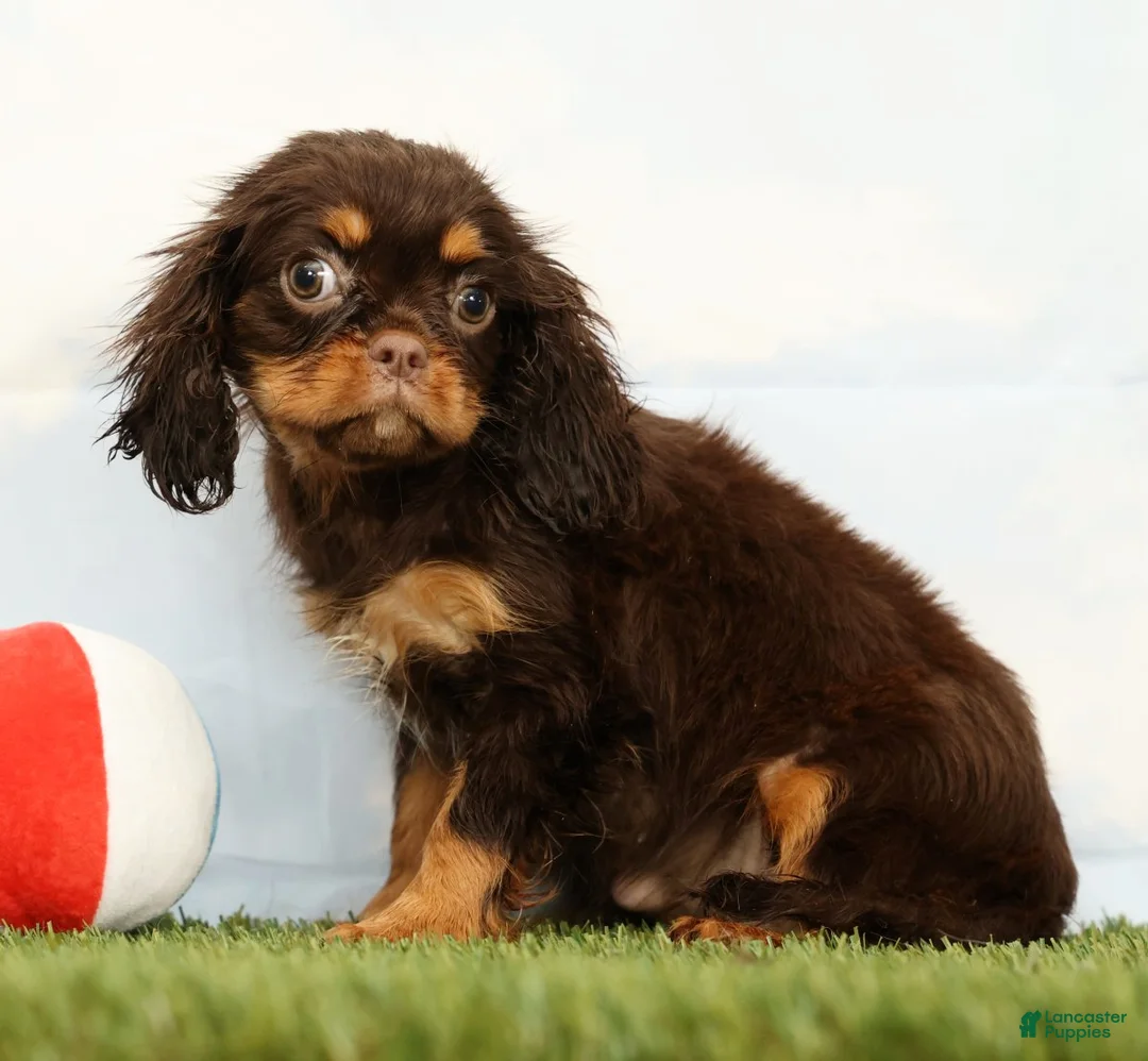 Cavalier King Charles Spaniel dogs for sale: Nutmeg - Ad 2