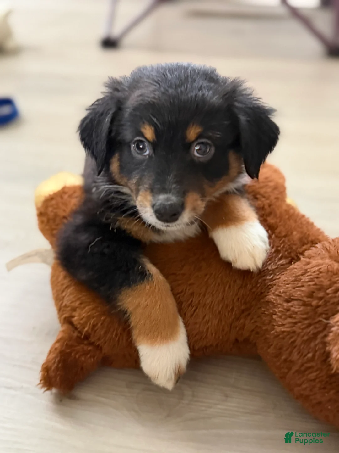 Australian Shepherd dogs for sale: Athena  - Ad 1