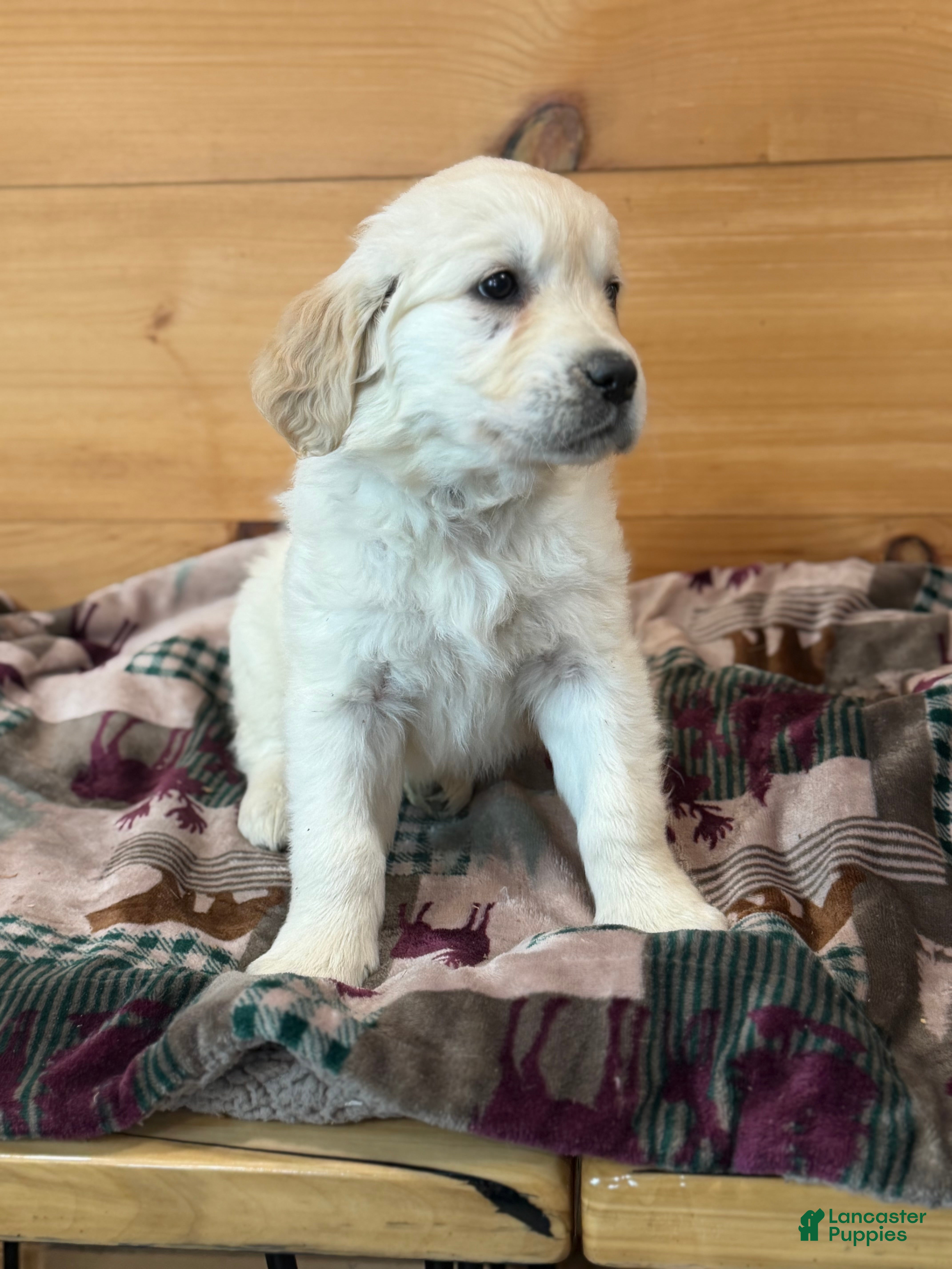 Golden Retriever dogs Hank - Ad 1