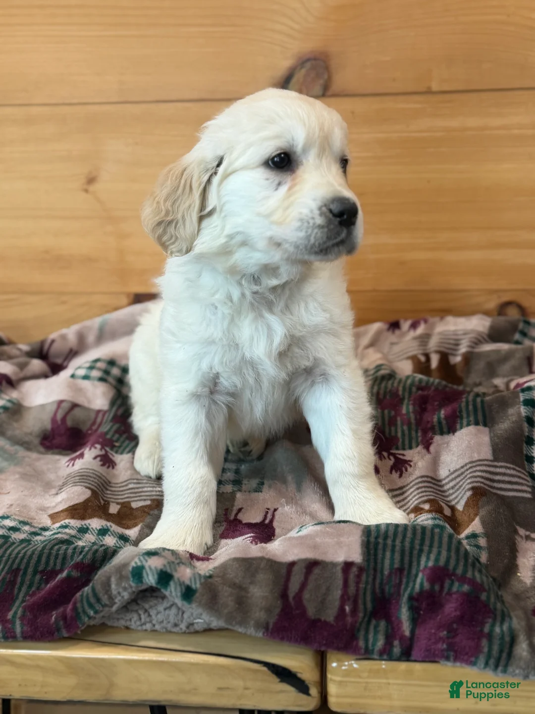 Golden Retriever dogs for sale: Hank - Ad 1