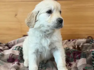 Golden Retriever dogs for sale: Hank - Ad 1