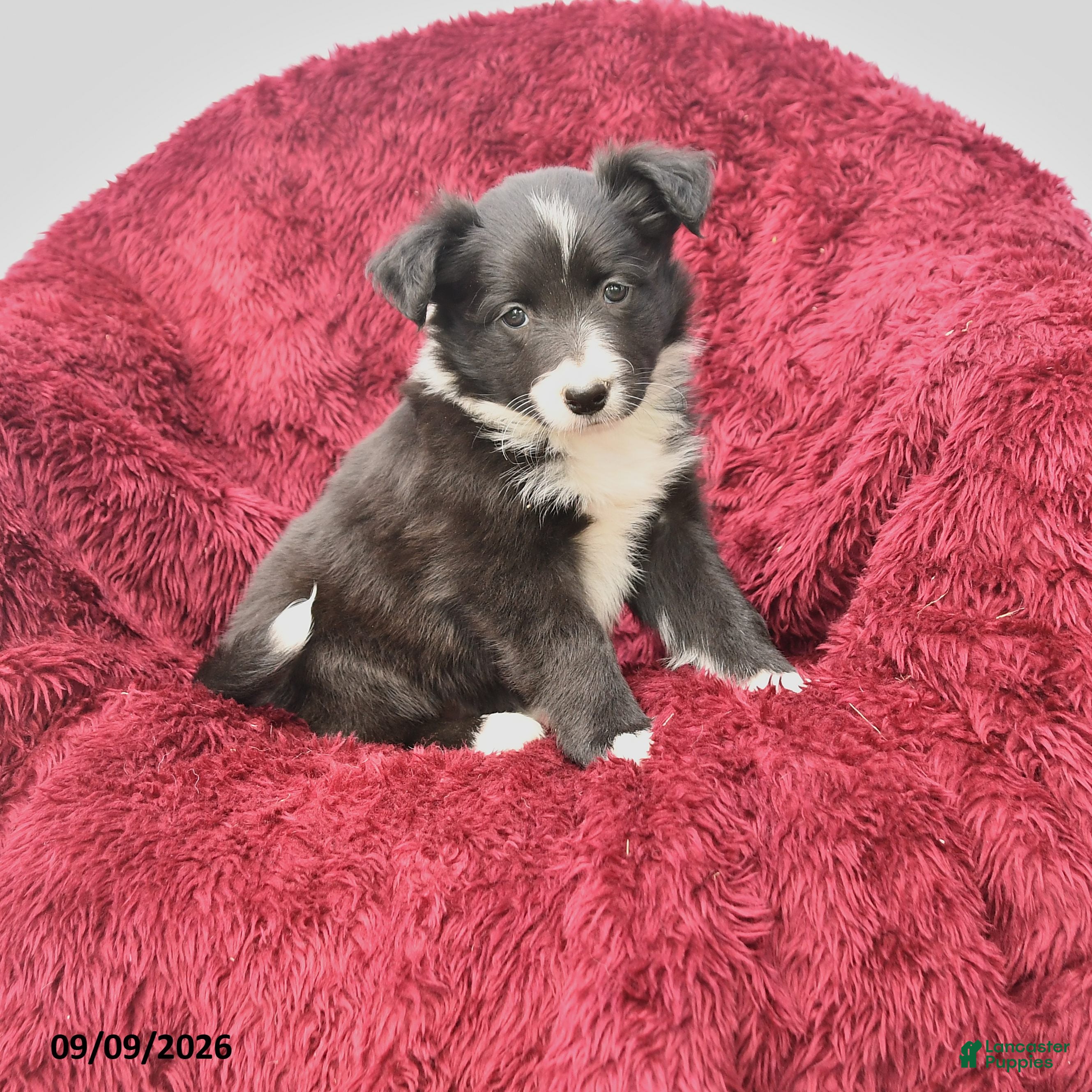 Border Collie dogs Nadia - Ad 1