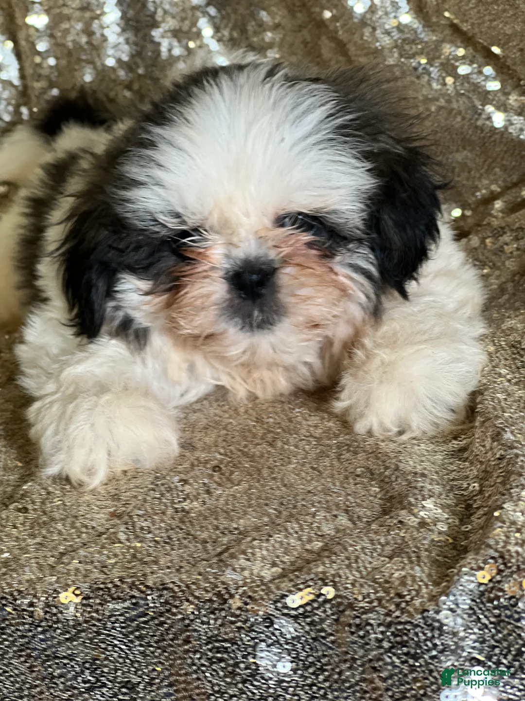Shih Tzu dogs for sale: Cuddles - Ad 2