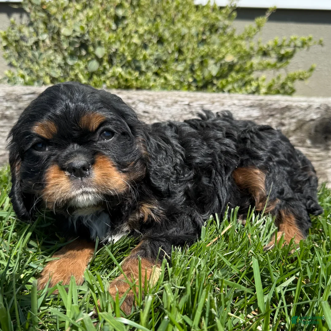 Cavalier King Charles Spaniel dogs for sale: Alex - Ad 2