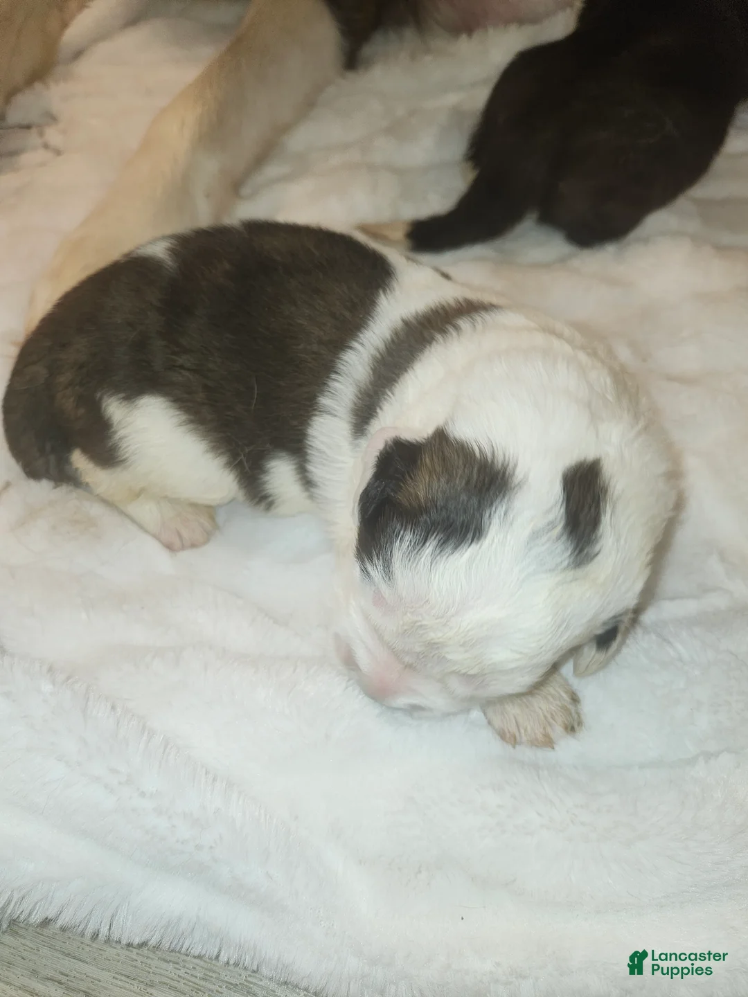 Saint Bernard dogs for sale: Saint Bernard 3 - Ad 1