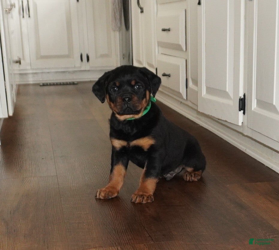 Rottweiler dogs Rocky - Ad 13