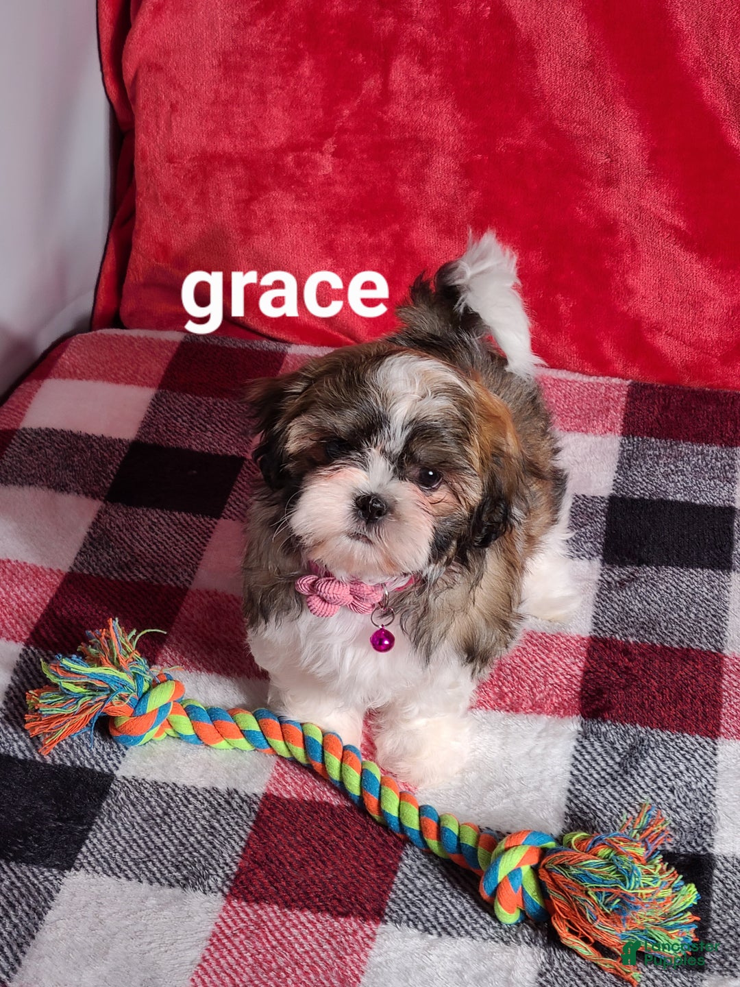 Shih Tzu dogs for sale: Grace  - Ad 3