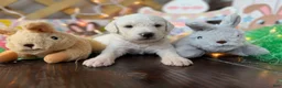 Labradoodle dogs for sale: Cedar (Boy) - Ad 1