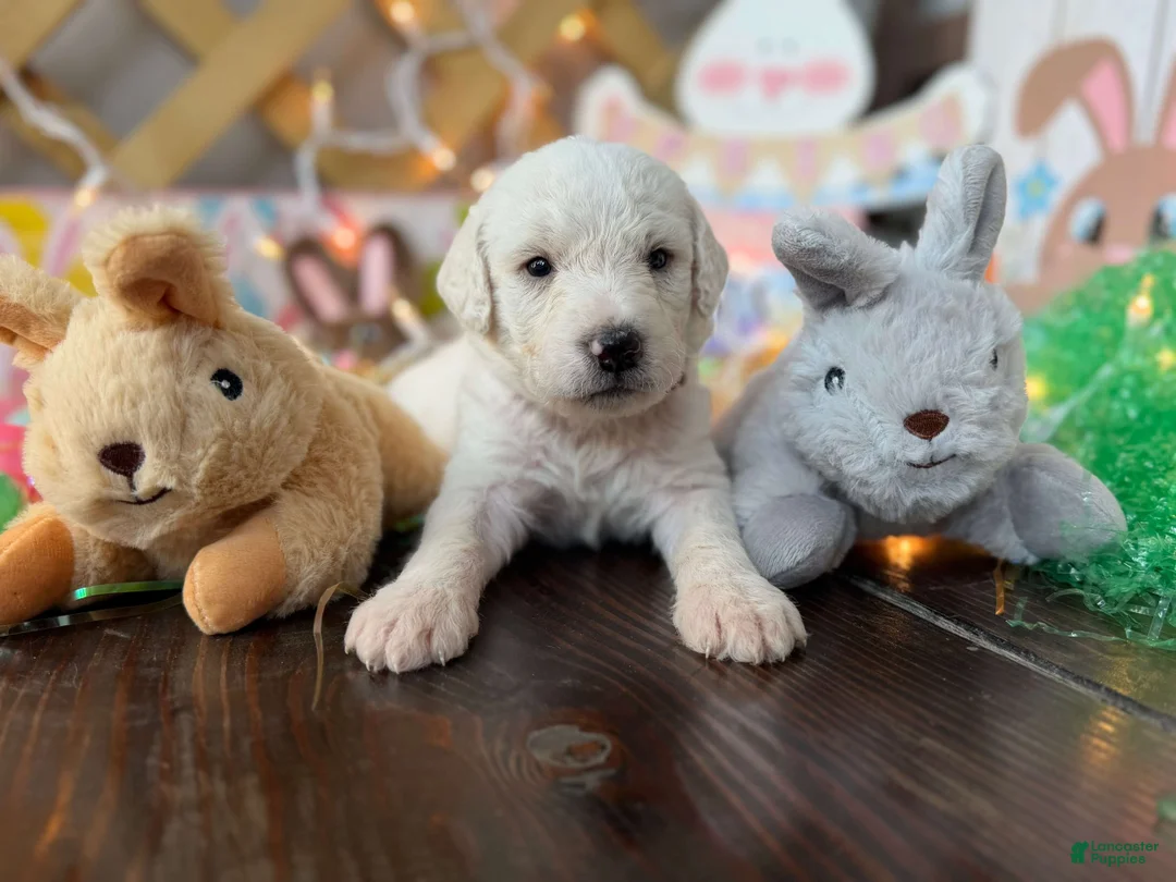 Labradoodle dogs for sale: Cedar (Boy) - Ad 1
