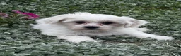 Teddy Bear dogs for sale: Jay  - Ad 2