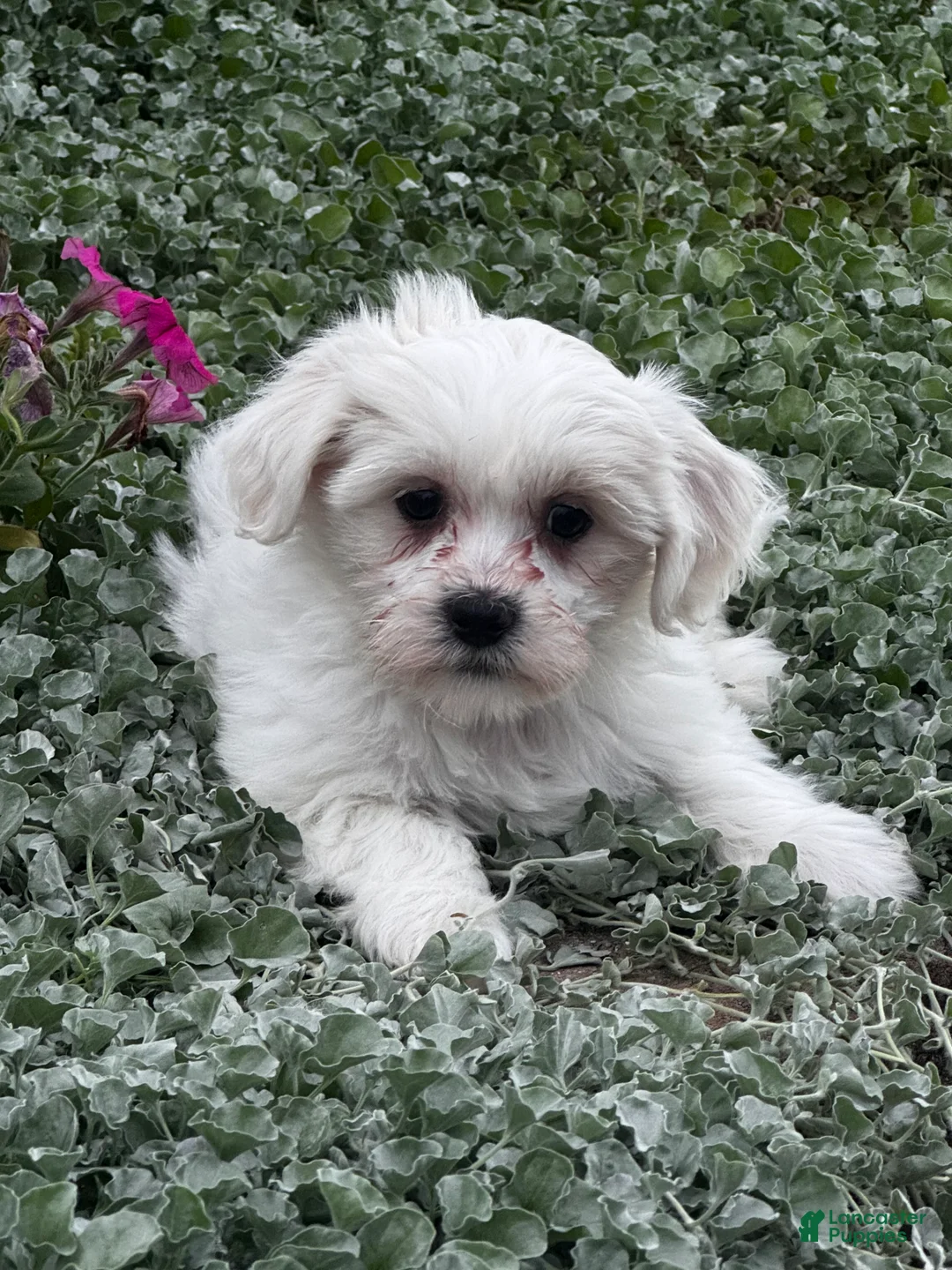 Teddy Bear dogs for sale: Jay  - Ad 2