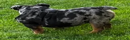 English Bulldog dogs for sale: English Bulldog 2 - Ad 5