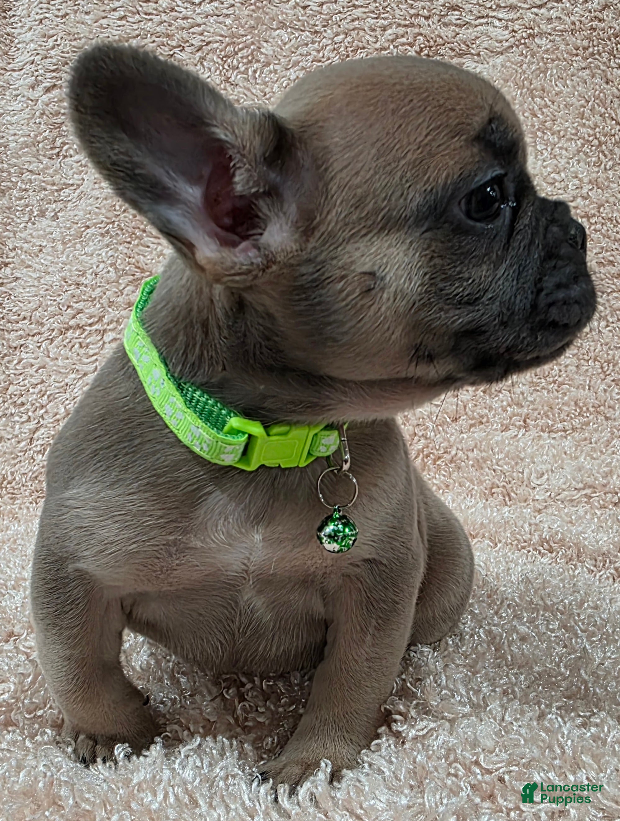 French Bulldog dogs French Bulldog Puppy 2 - Ad 19