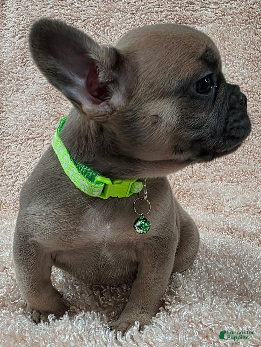 French Bulldog dogs for sale: French Bulldog Puppy 2 - Ad 4