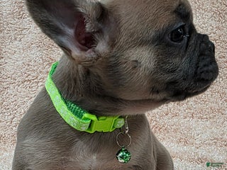 French Bulldog dogs French Bulldog Puppy 2 - Ad 19