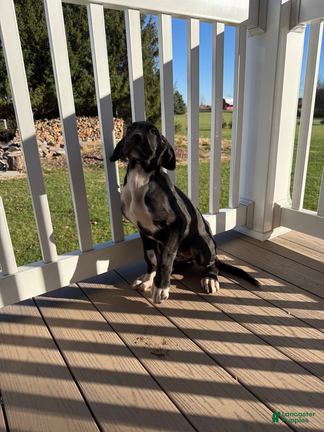 Mixed Breed dogs for sale: Buck - Ad 3