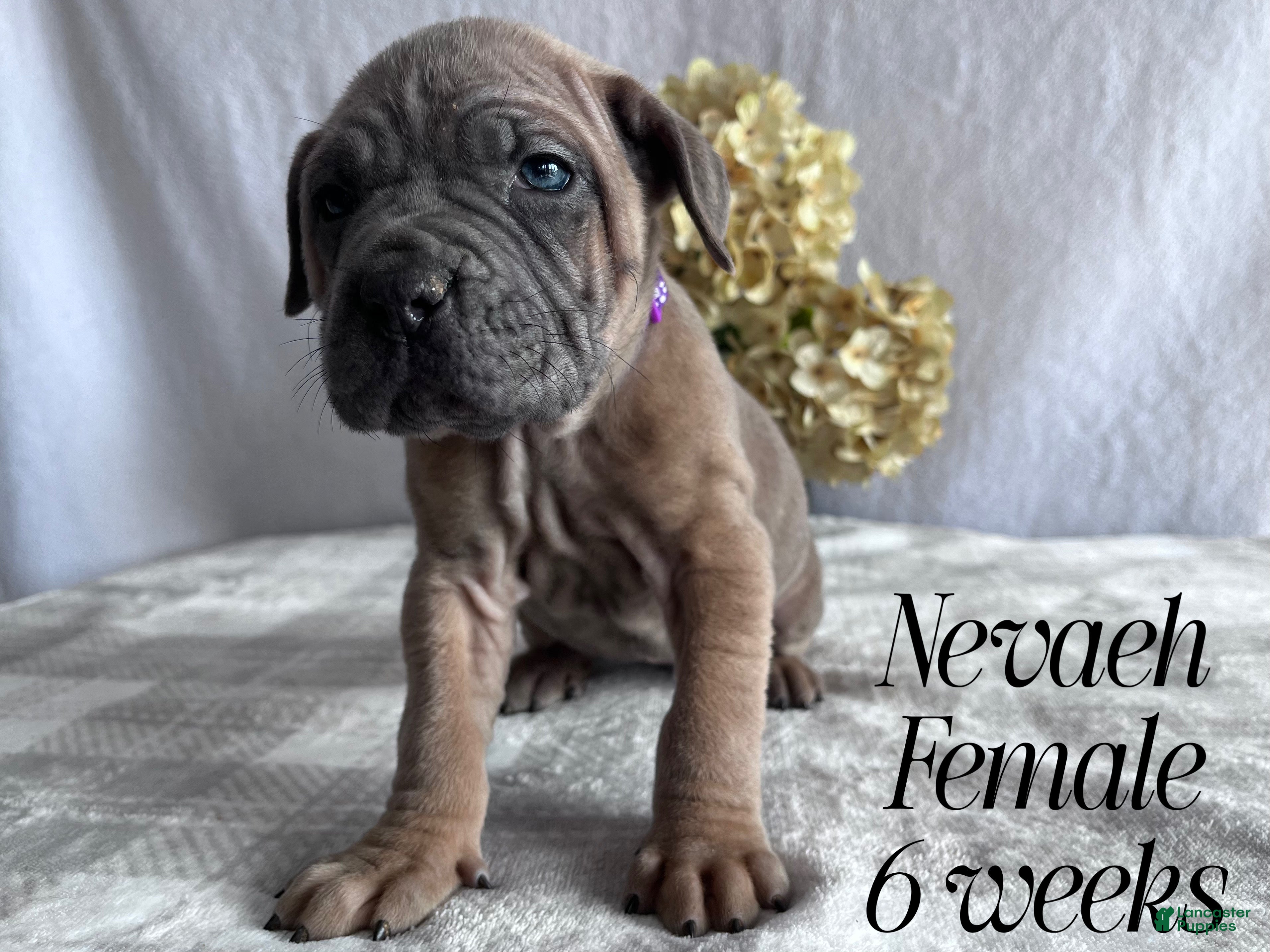 Cane Corso dogs Nevaeh - Ad 2