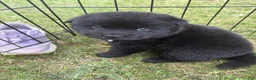 Mixed Breed dogs for sale: Pepper - Ad 1
