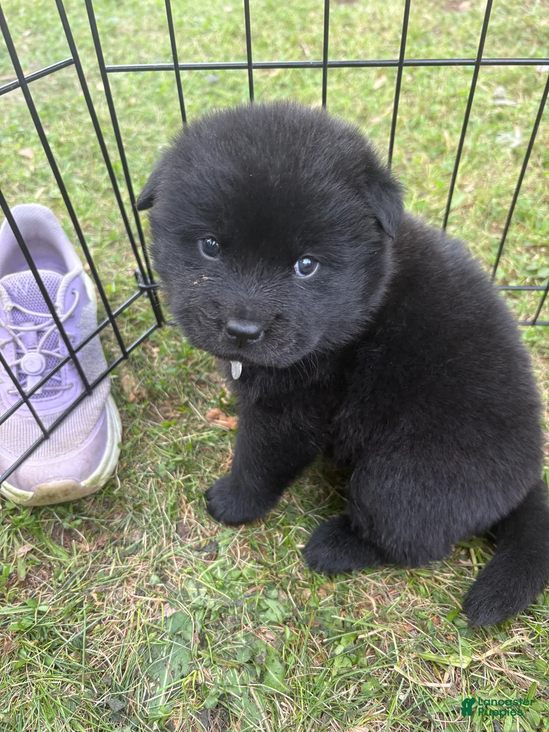 Mixed Breed dogs for sale: Pepper - Ad 1