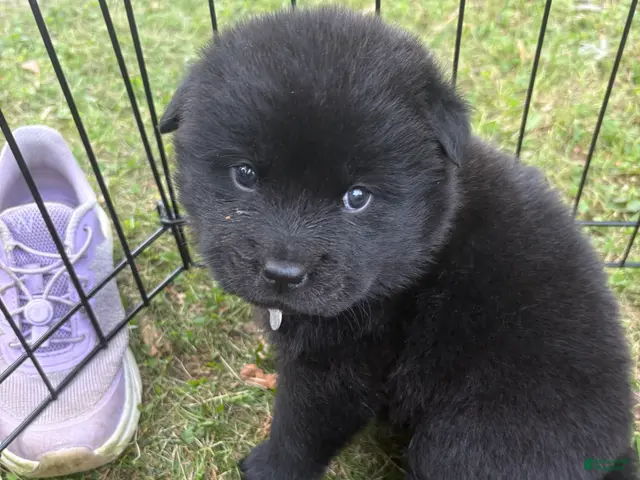 Mixed Breed dogs for sale: Pepper - Ad 39