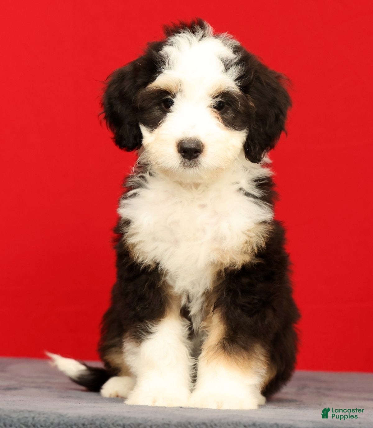 Mini Bernedoodle dogs Bella - Ad 1