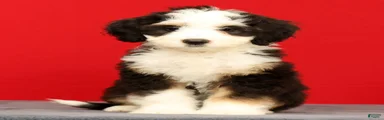 Bella