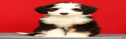 Mini Bernedoodle dogs for sale: Bella - Ad 1