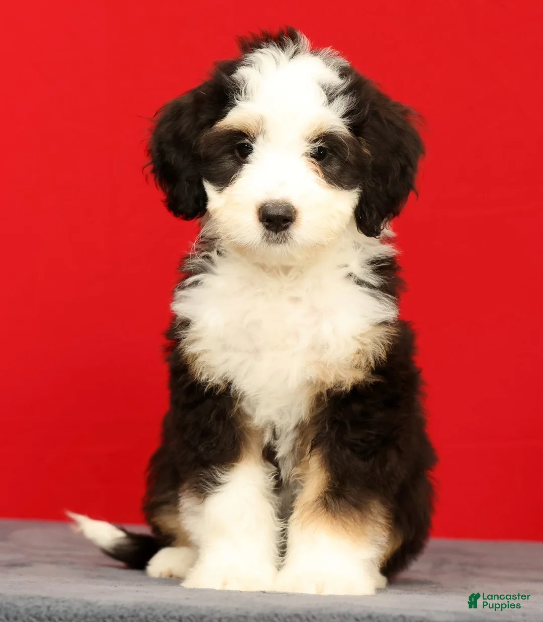 Mini Bernedoodle dogs for sale: Bella - Ad 1