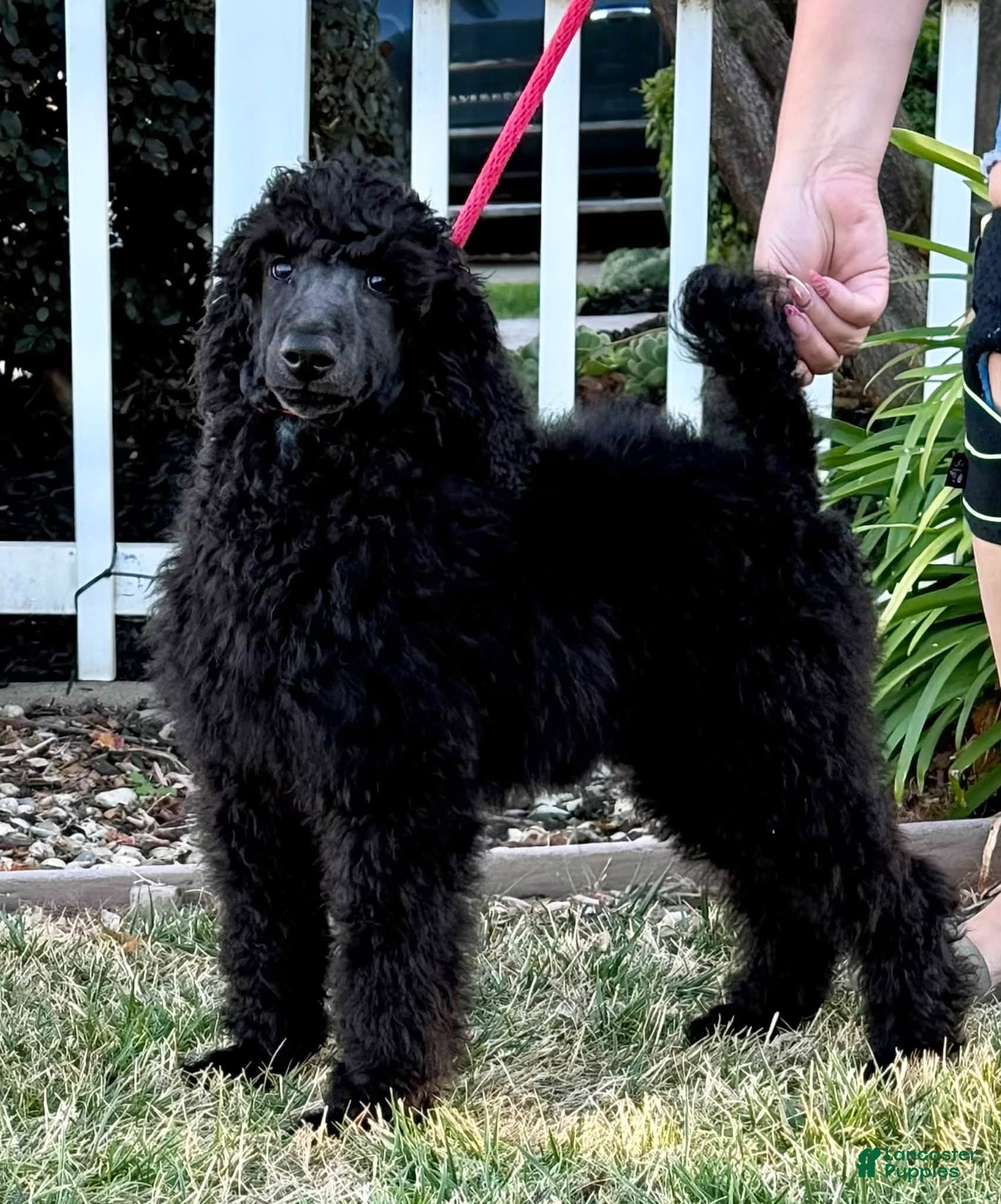 Standard Poodle dogs Boy 1 - Ad 7