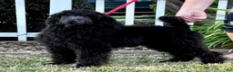 Standard Poodle dogs for sale: Boy 1 - Ad 1