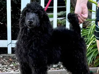 Standard Poodle dogs Boy 1 - Ad 7