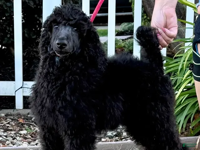 Standard Poodle dogs Boy 1 - Ad 18