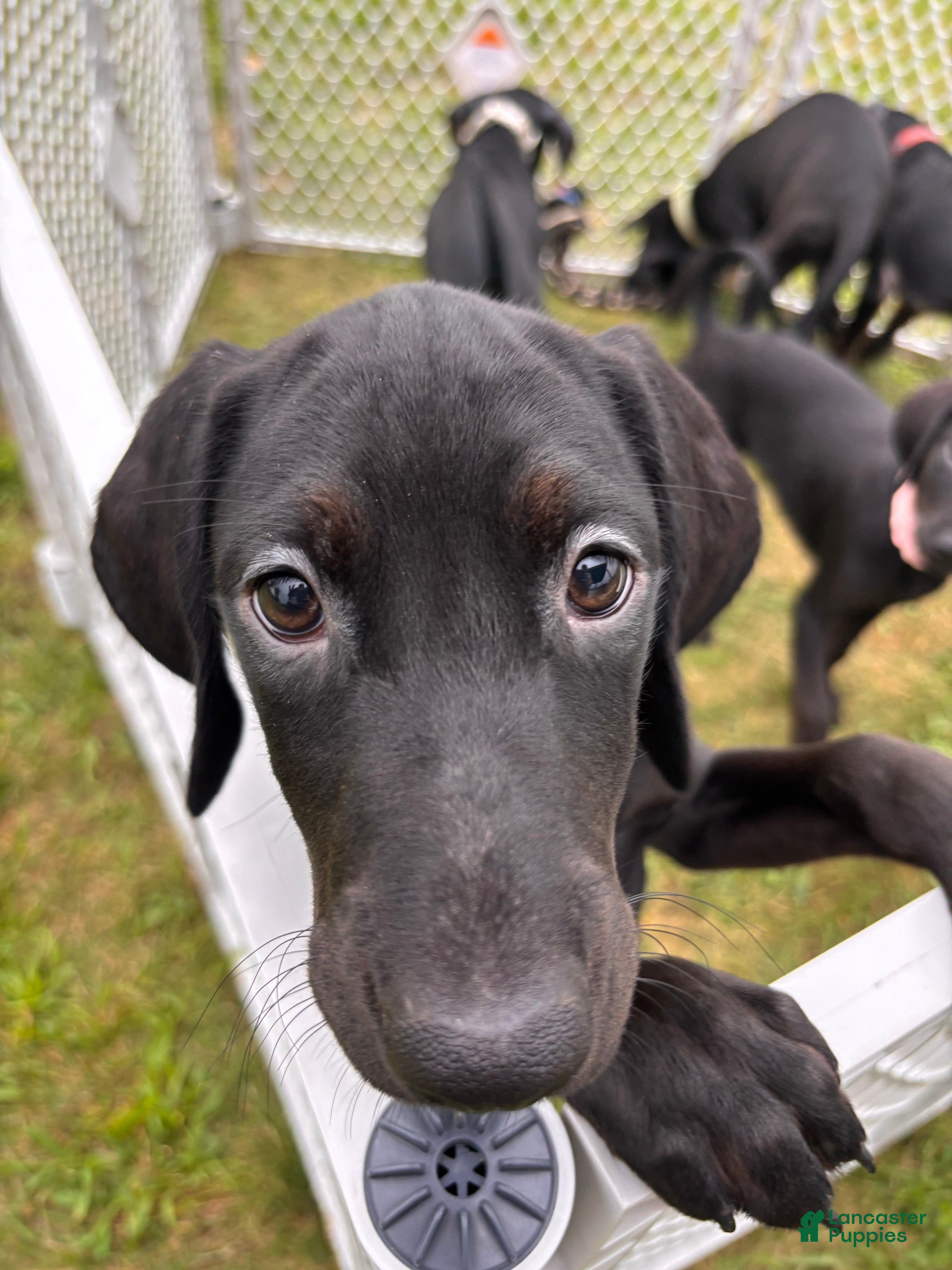 Mixed Breed dogs for sale: Scribbles - Ad 2