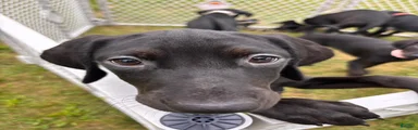 Scribbles