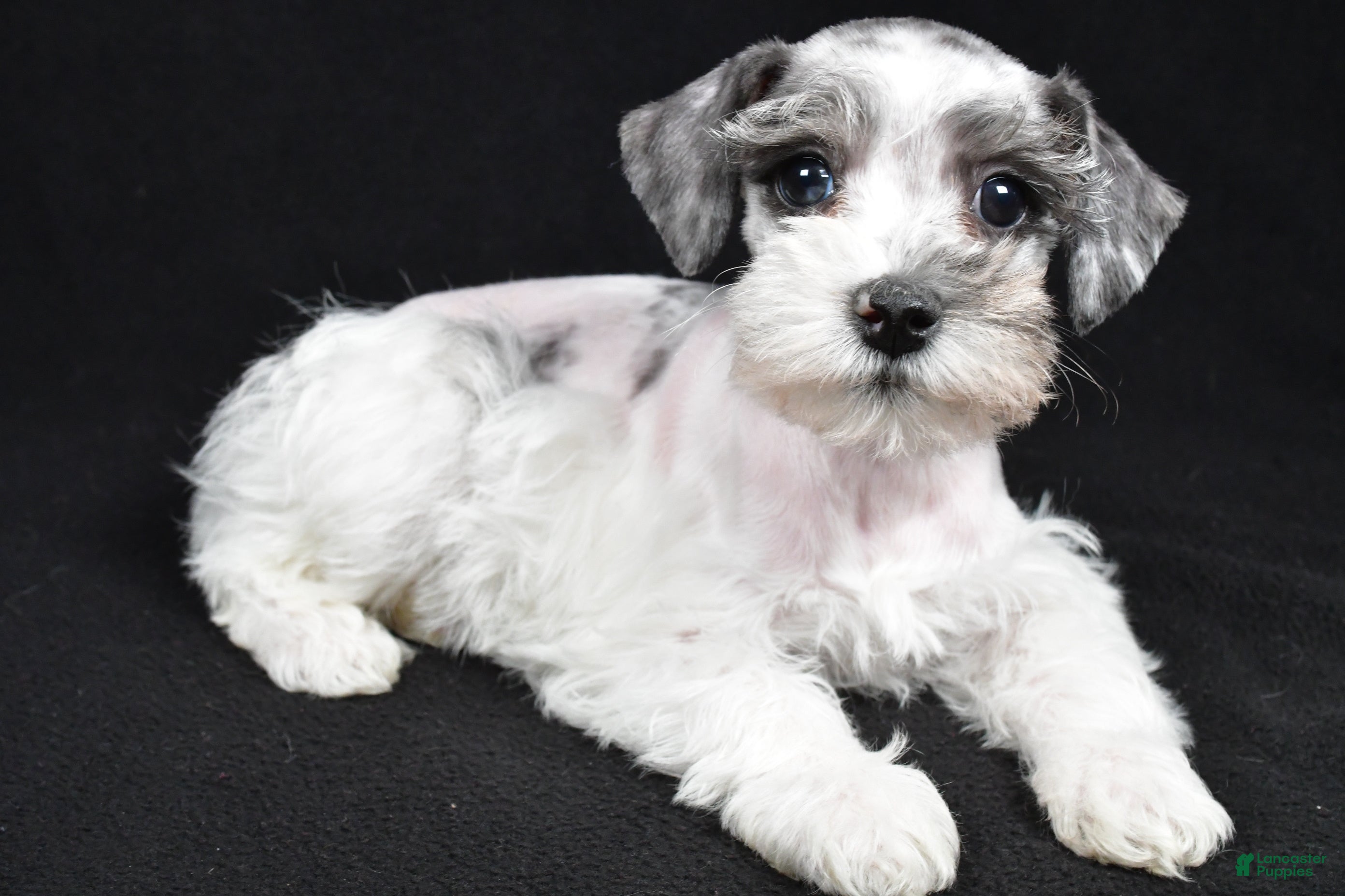 Schnoodle dogs Myla - Ad 1