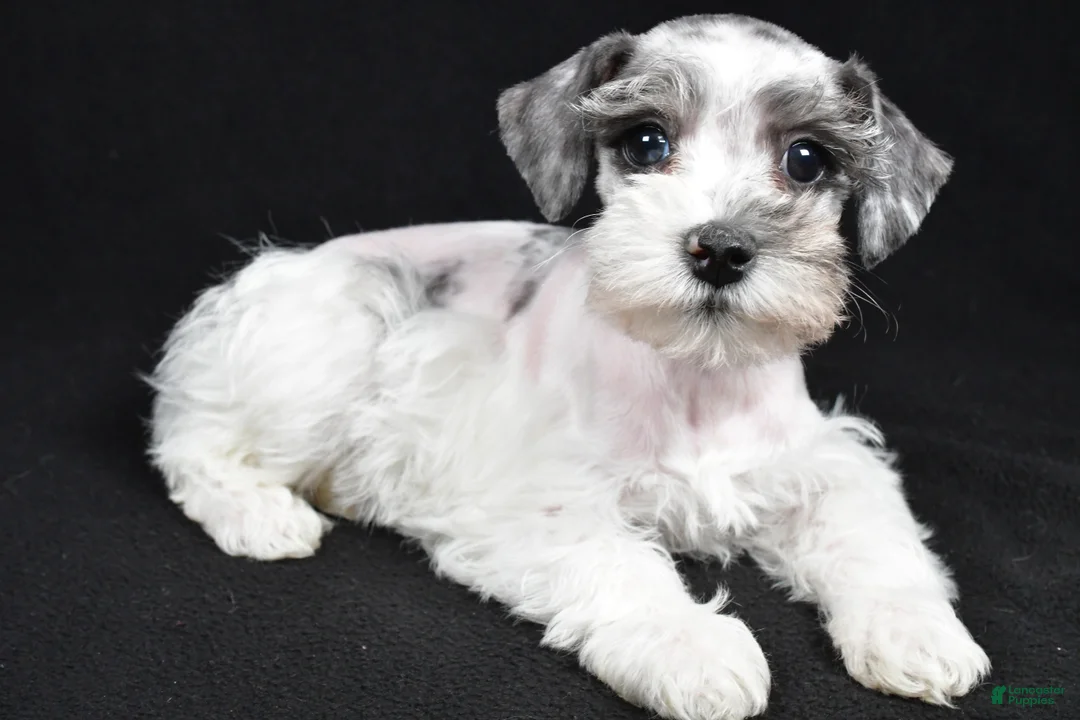Schnoodle dogs for sale: Myla - Ad 1