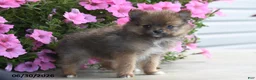 Pomeranian dogs for sale: Taylor - Ad 3