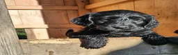 Labradoodle dogs for sale: Miss Lavender - Ad 5
