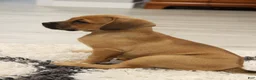 Puggle dogs for sale: Silverado - Ad 5