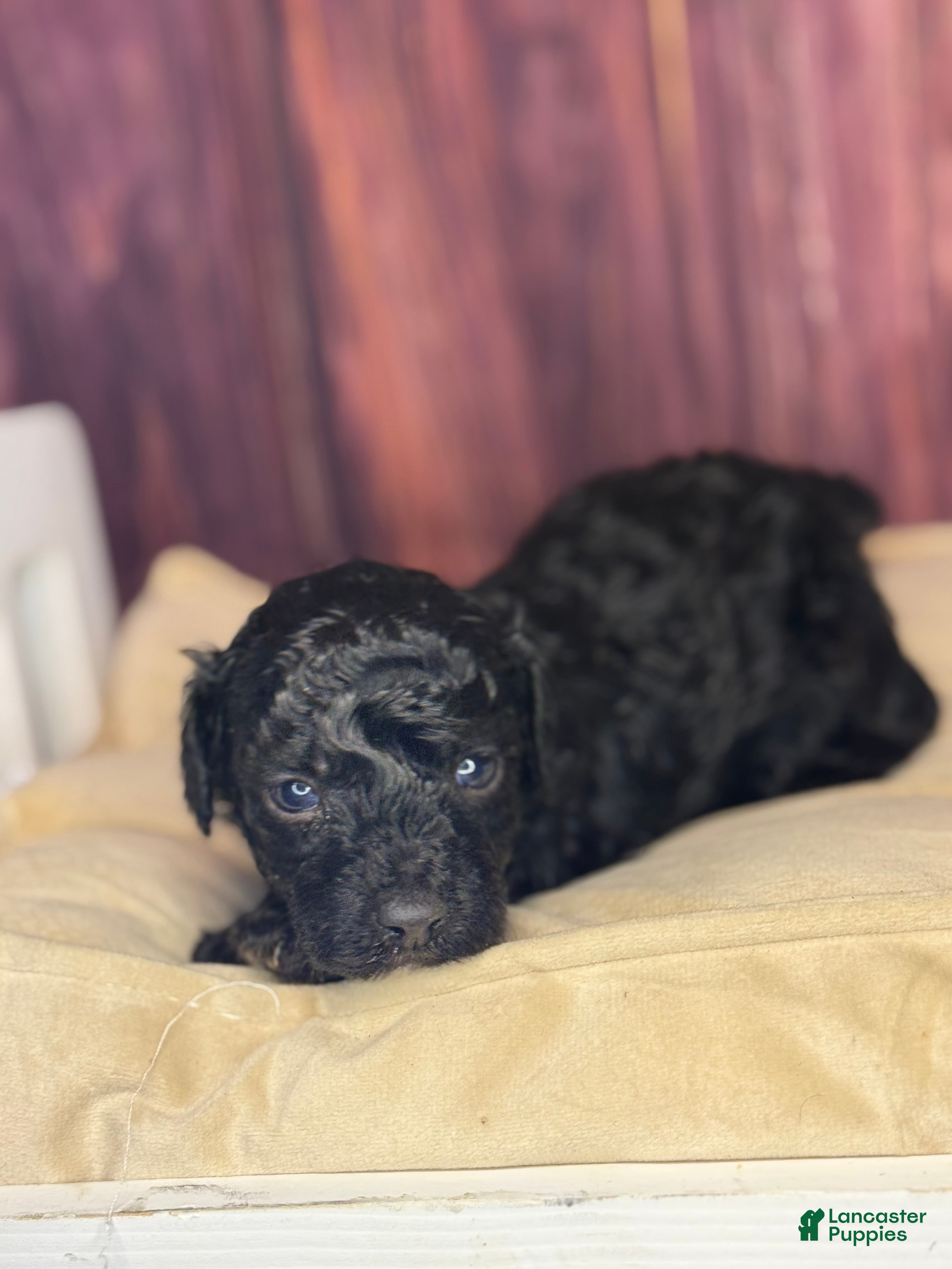 Miniature Poodle dogs Connie - Ad 15