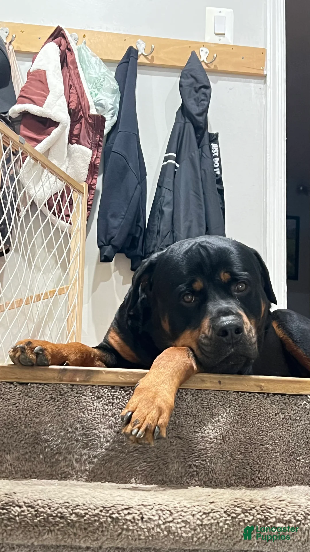 Rottweiler dogs for stud: Bones - Ad 5