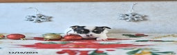 Chihuahua dogs for sale: Elf - Ad 4