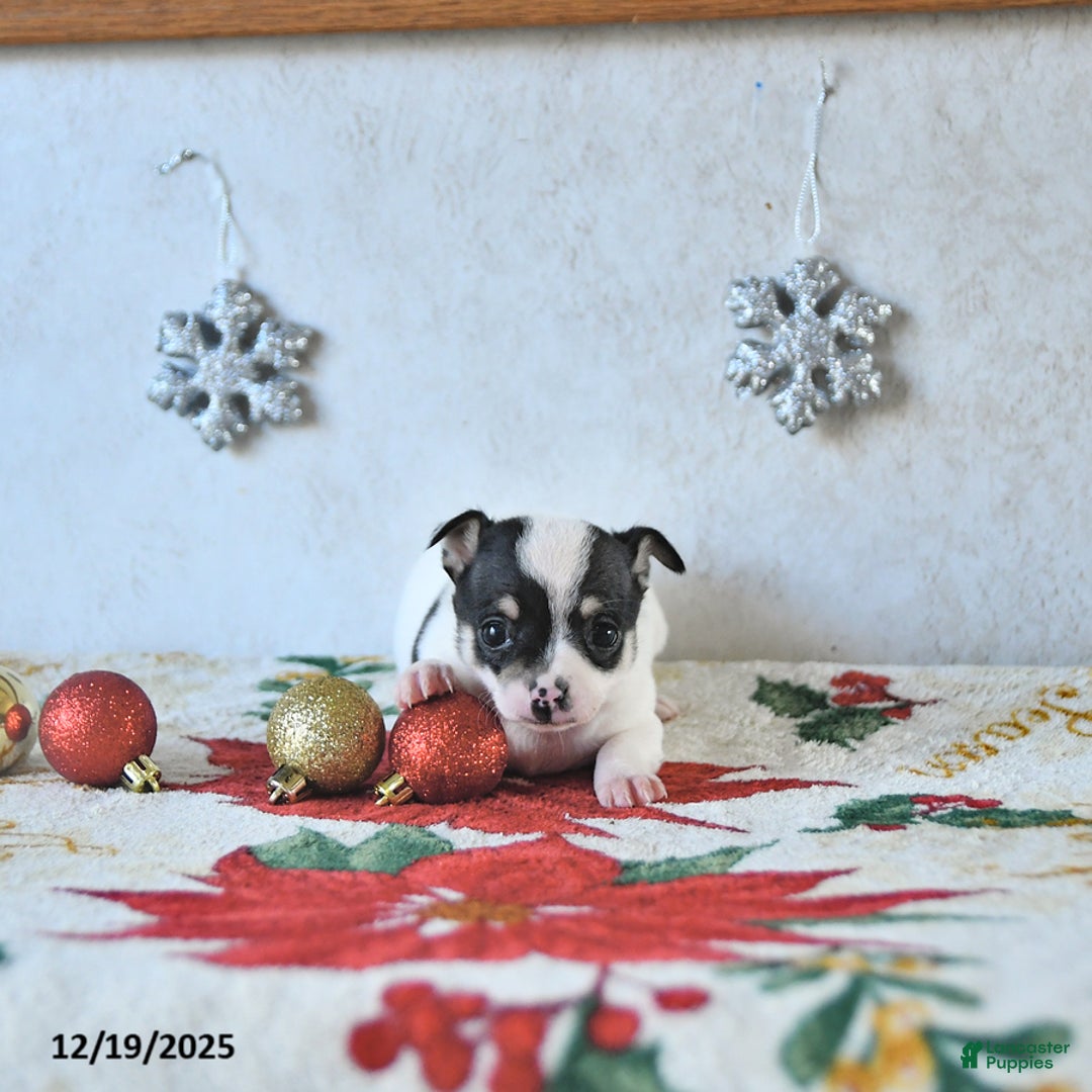 Chihuahua dogs for sale: Elf - Ad 4