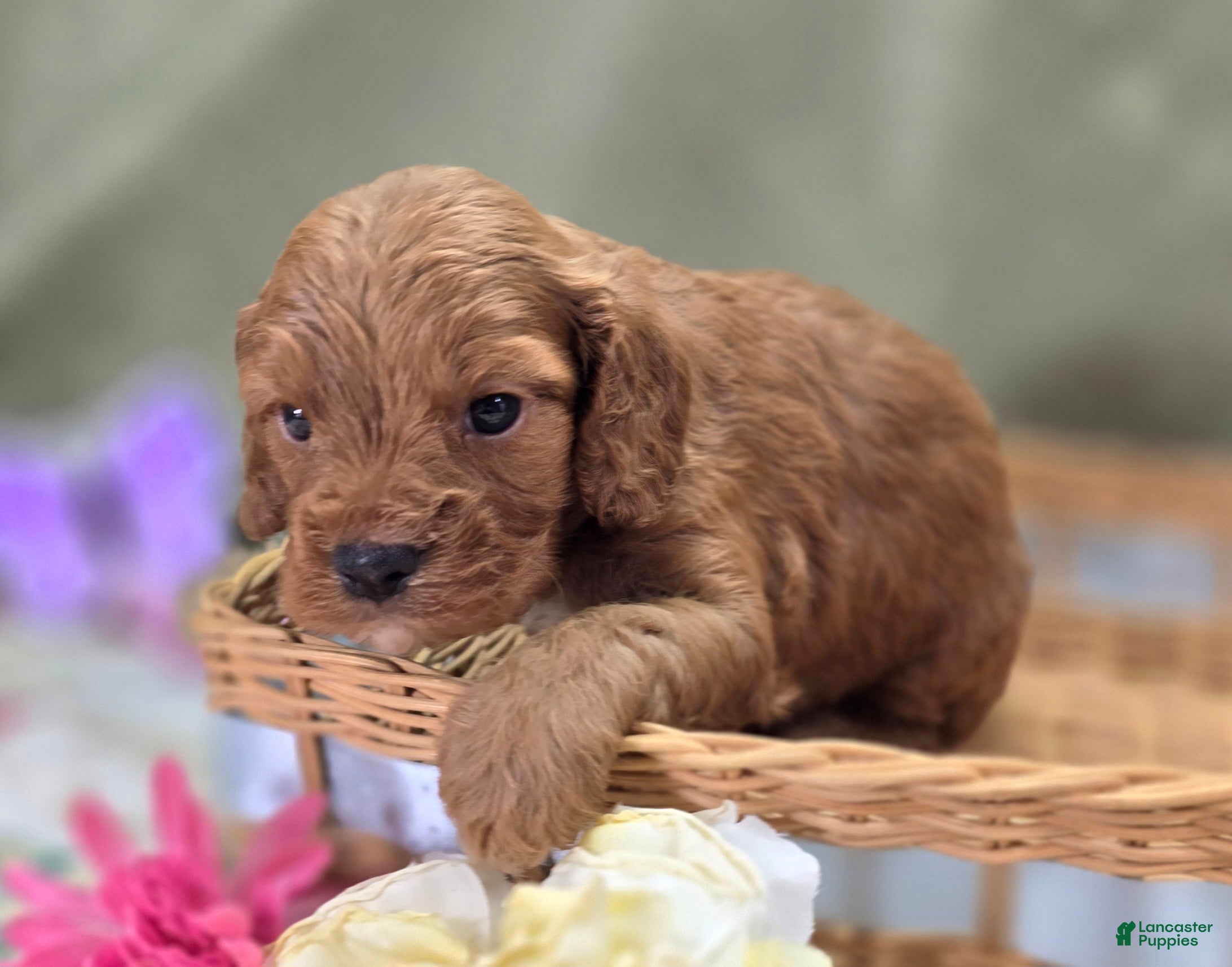 Cockapoo dogs Cashmere - Ad 21