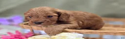 Cockapoo dogs for sale: Cashmere - Ad 17